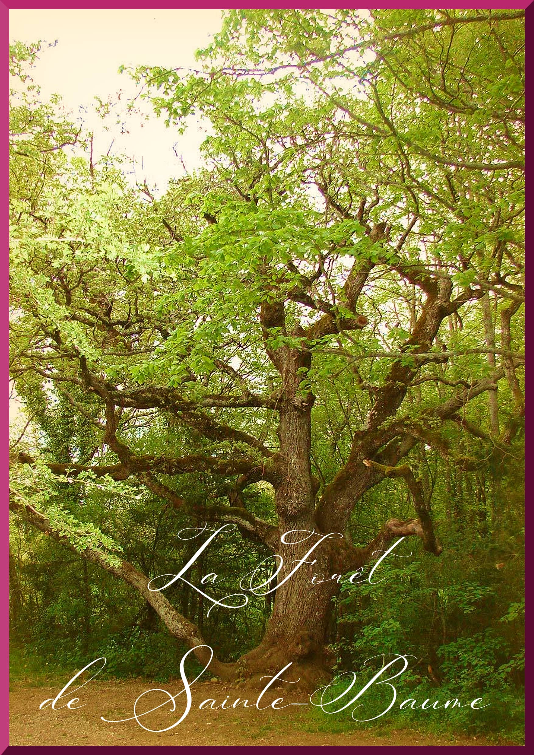 Un arbre centenaire croisé lors d'un voyage zen en centre Var